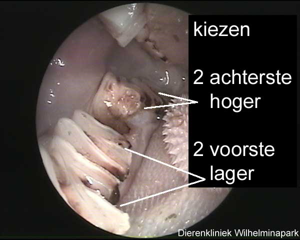 Cavia kiezenn iet in 1 lijn er is een zogenaamde stepmouth