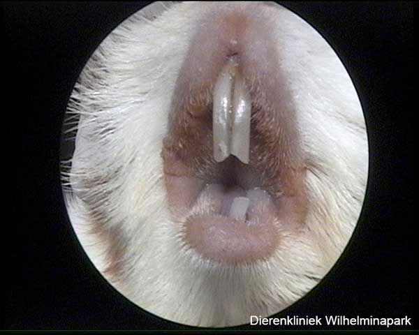Ontsteking van de lippen of cheilitis
