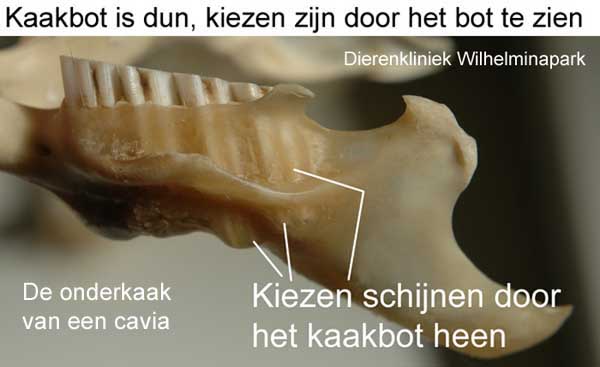 Kaakbot van ene cavia is dun, de kiezen zie je door het bot heen zitten.
