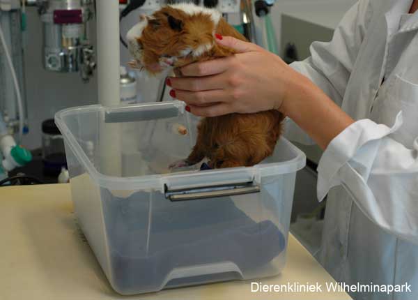 We leggen de cavia gelijk na de behandeling in een zuurstofkooi