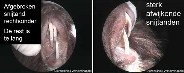 Een cavia met een afgebroken onder snijtand
