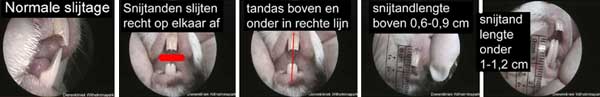 Het normale gebit van de cavia, de tanden: Let op: 1. Slijtage 2. Rechte afgesleten 3. Tandas 4. Lengte boven tanden 5. Lengte onder tanden