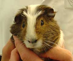 Cavia bij dierenarts van Dierenkliniek Wilhelminapark in Utrecht.