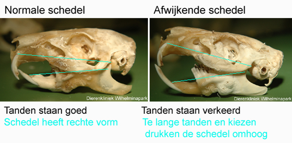 Bij een gezonde cavia zie je een rechte schedelvorm, bij een kaakgewrichtsprobleem zie je dat de bek wordt opengedrukt