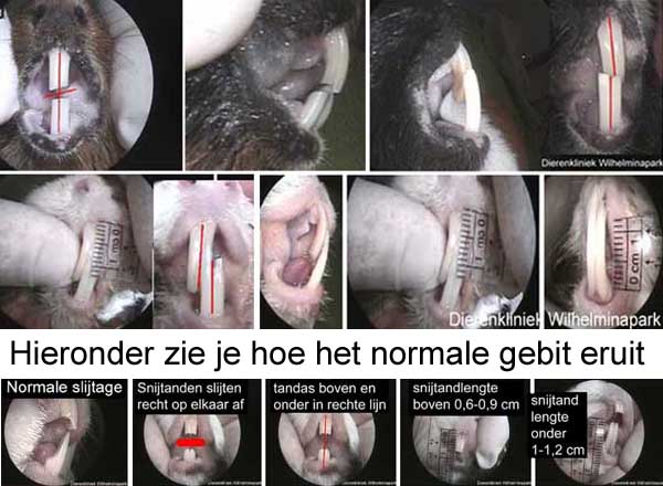 Aan de tanden kun je zien of er een kaakgewrichtprobleem aanwezig is
