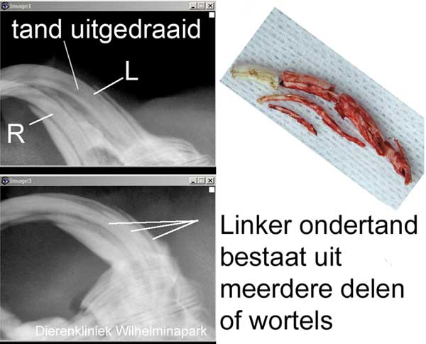 Op de rontgenfoto is te zien dat de wortel uit meerdere delen bestaat