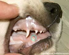 Afgeborken haaktand bji een pup. Foto www.dierengebit.nl