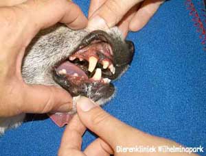 Afgeslten haaktanden, klik op de foto voor een toelichting. Foto www.dierengebit.nl