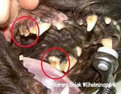 Ontstoken kies die los ligt. Klik op de foto en dan zie je dat deze kiezen getrokken zijn. Foto www.dierengebit.nl