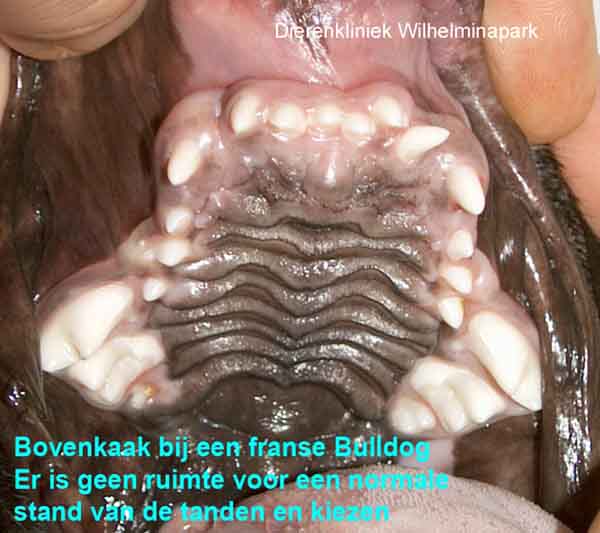 Afwijkende stand van de tanden en kiezen in een bovenkaak bij een Brachycephale hond