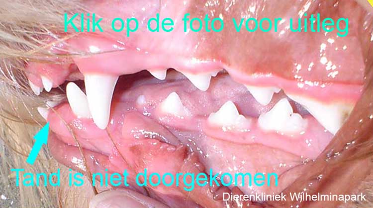 Bij deze hond komt de buitenste snijtand niet door het slijmvlies.