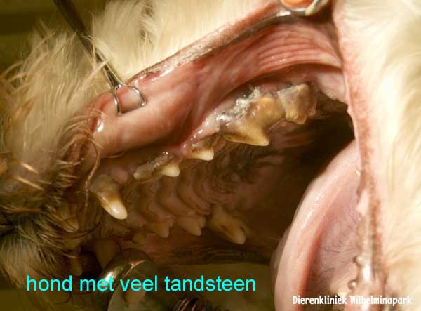 Een hond met ernstige tandsteen.