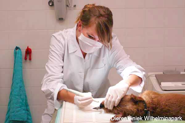 Diergeneeskunde studente Sophie maakt het gebit van deze hond schoon.