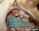 Een kat met gingivitis of tandvleesontsteking. foto dierengebit.nl