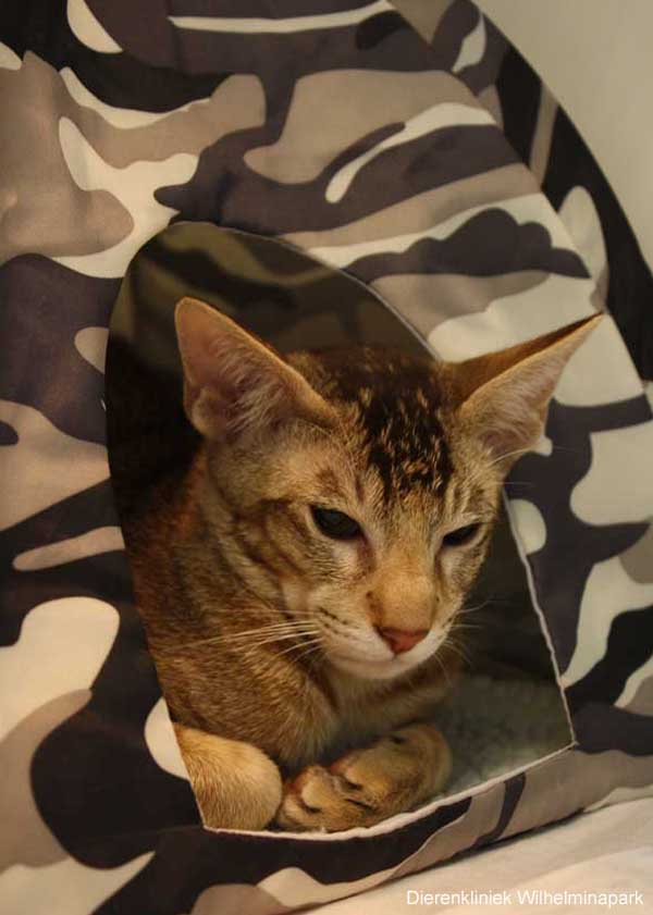 De kittens worden wakker in een verwarmde opnamekooi, als kittens bang zijn mogen ze wegduiken in een tentje