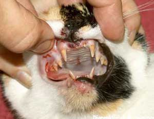 Een aangereden kat is snijtanden kwijtgeraakt. Een ongeval noemen we ook wel een trauma. www,dierengebit.nl