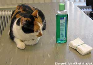 Deze kat laat het poetsen makkelijk toe.