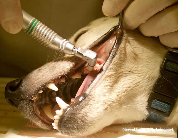 Polijsten van het gebit boj een hond. Foto www.dierengebit.nl