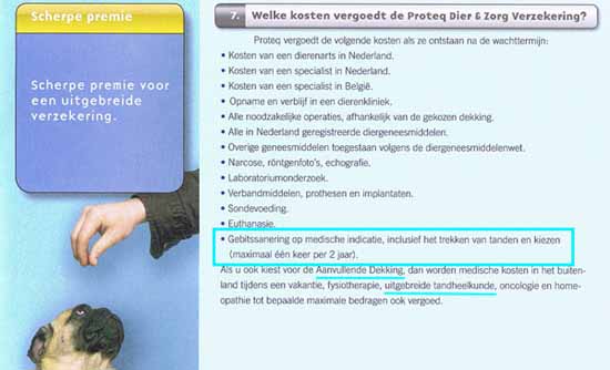 Proteq Dier en Zorg Verzekering heeft ook een tandheelkunidge dekking voor de hond en de kat