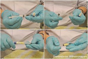 Cavia smalle abcesholte opening opvullen met zalf we laten dan een spuit met tuut gebruiken