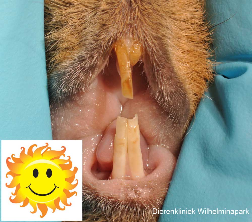 afgebroken door vitamine D tekort