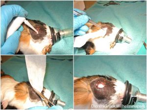 Cavia abcesholte opvullen met zalf en gaas tissues