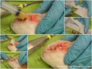 Cavia smalle abcesholte opening opvullen met zalf en dan een dun gaas tissue in brengen
