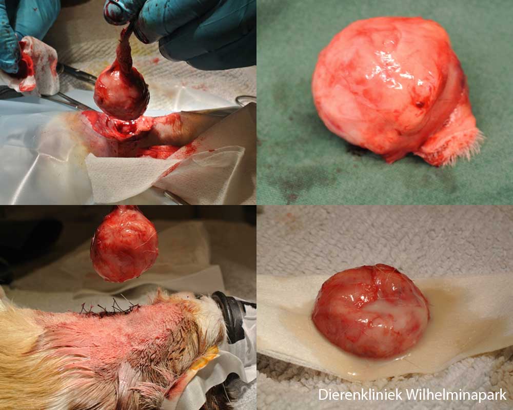 Abces operatie van cervicale lymfadenitis bij een cavia
