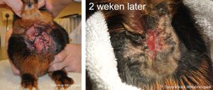 2 weken later is het abces al bijna genezen