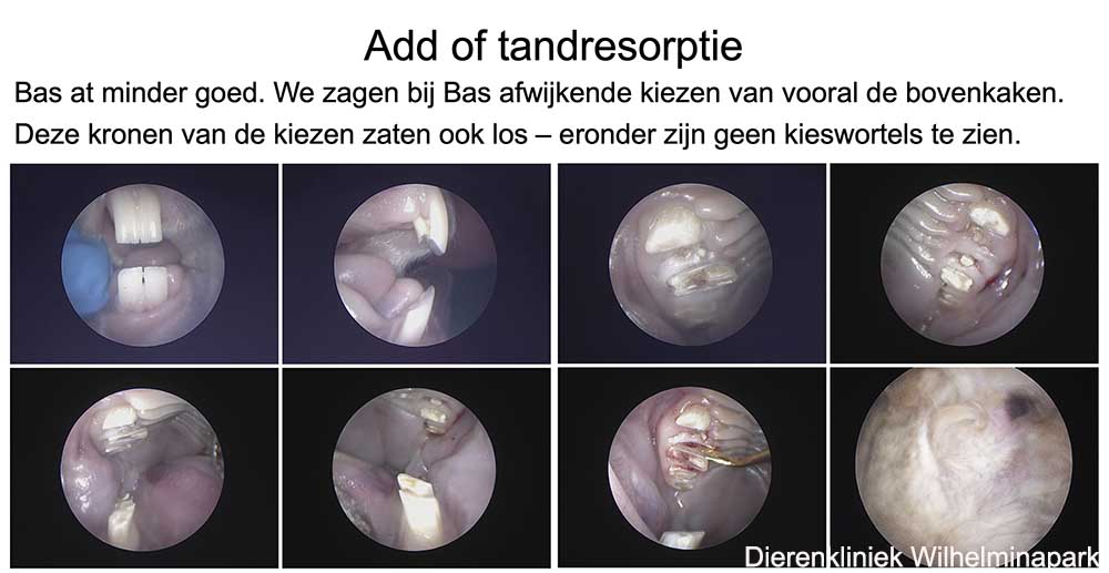 Add of tandresorptie bij een konijn