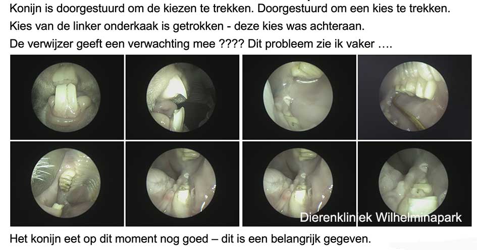 konijn is doorgestuurd om kiezen te trekken