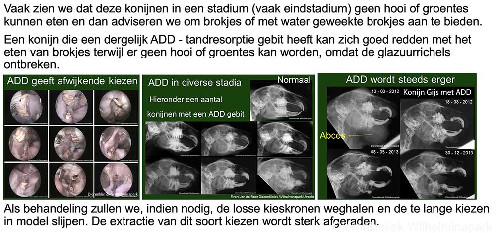 Wat is ons advies qua voeding bij ADD of tandresorptie bij het konijn
